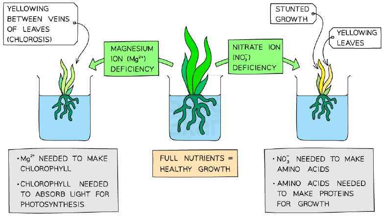 Mineral deficiencies in plants