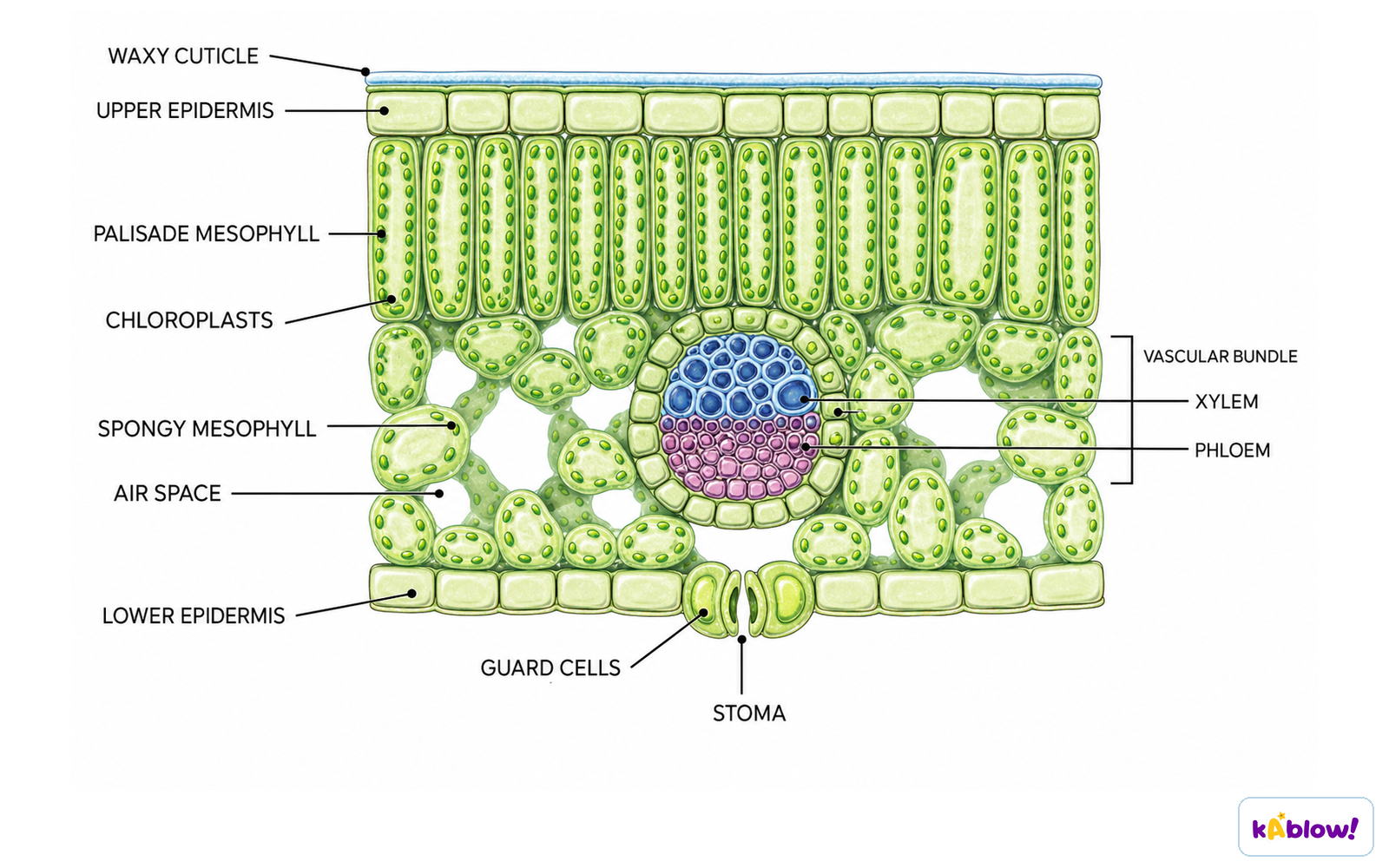 Leaf cross-section