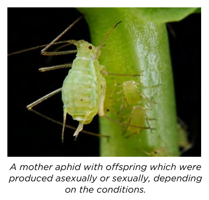 A mother aphid with offspring, produced asexually or sexually depending on conditions.