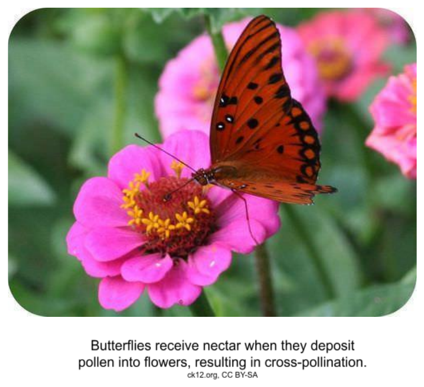 Butterflies receive nectar when they deposit pollen into flowers, resulting in cross-pollination.