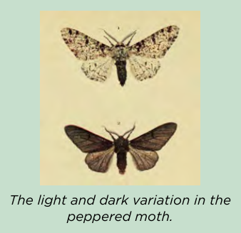 The light and dark colour variation in the peppered moth.