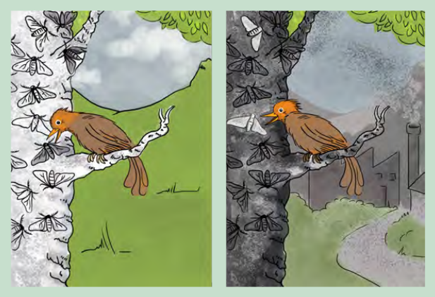 A bird preying on peppered moths on light lichen-covered bark and on soot-darkened bark, illustrating natural selection.