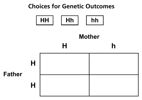Punnett square for a cross between a carrier mother (Hh) and a non-carrier father (HH) for the sickle cell allele.