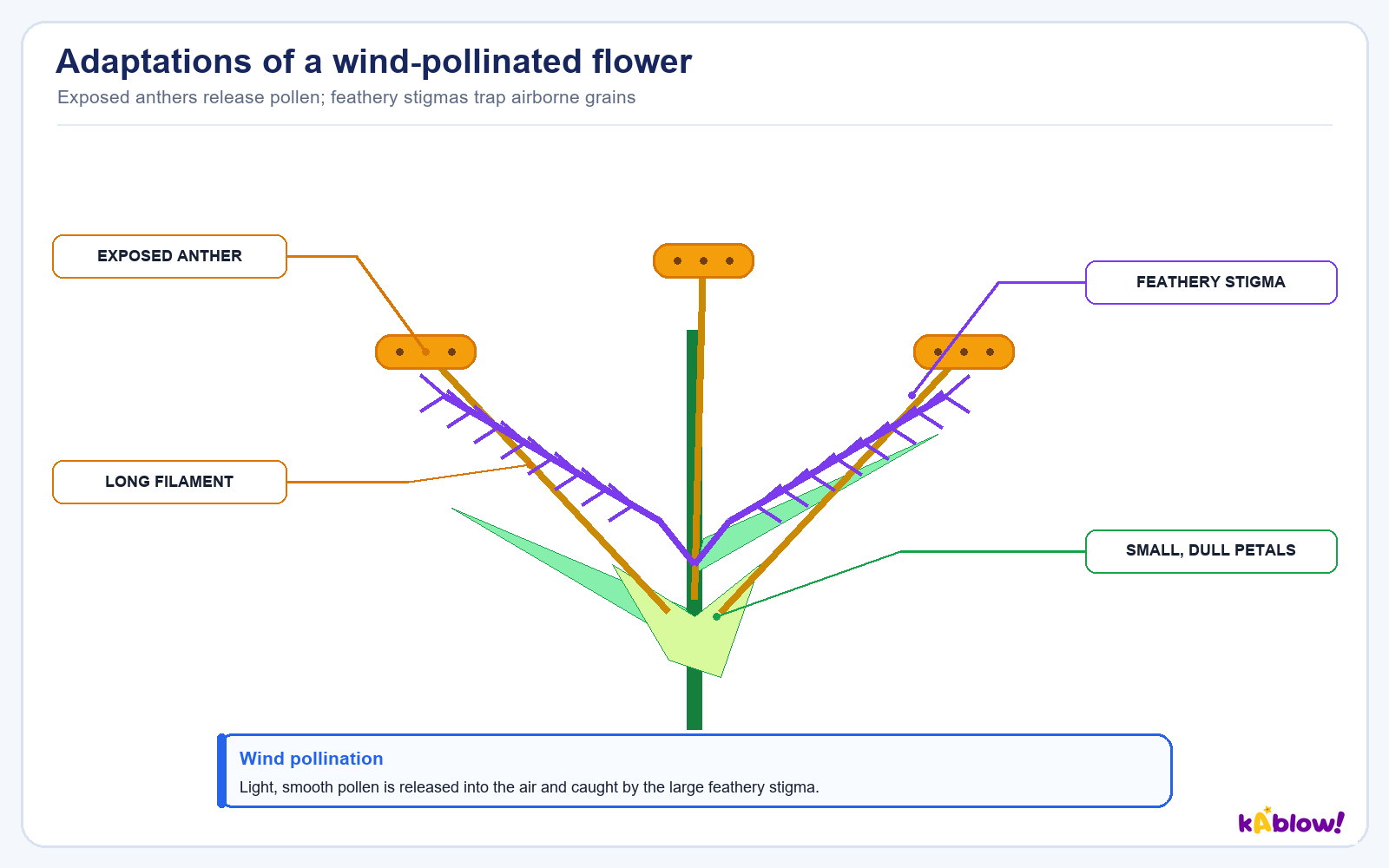 How a wind-pollinated flower is built