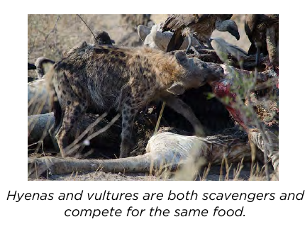 Interspecific competition