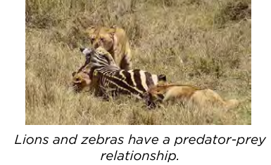 A predator-prey relationship