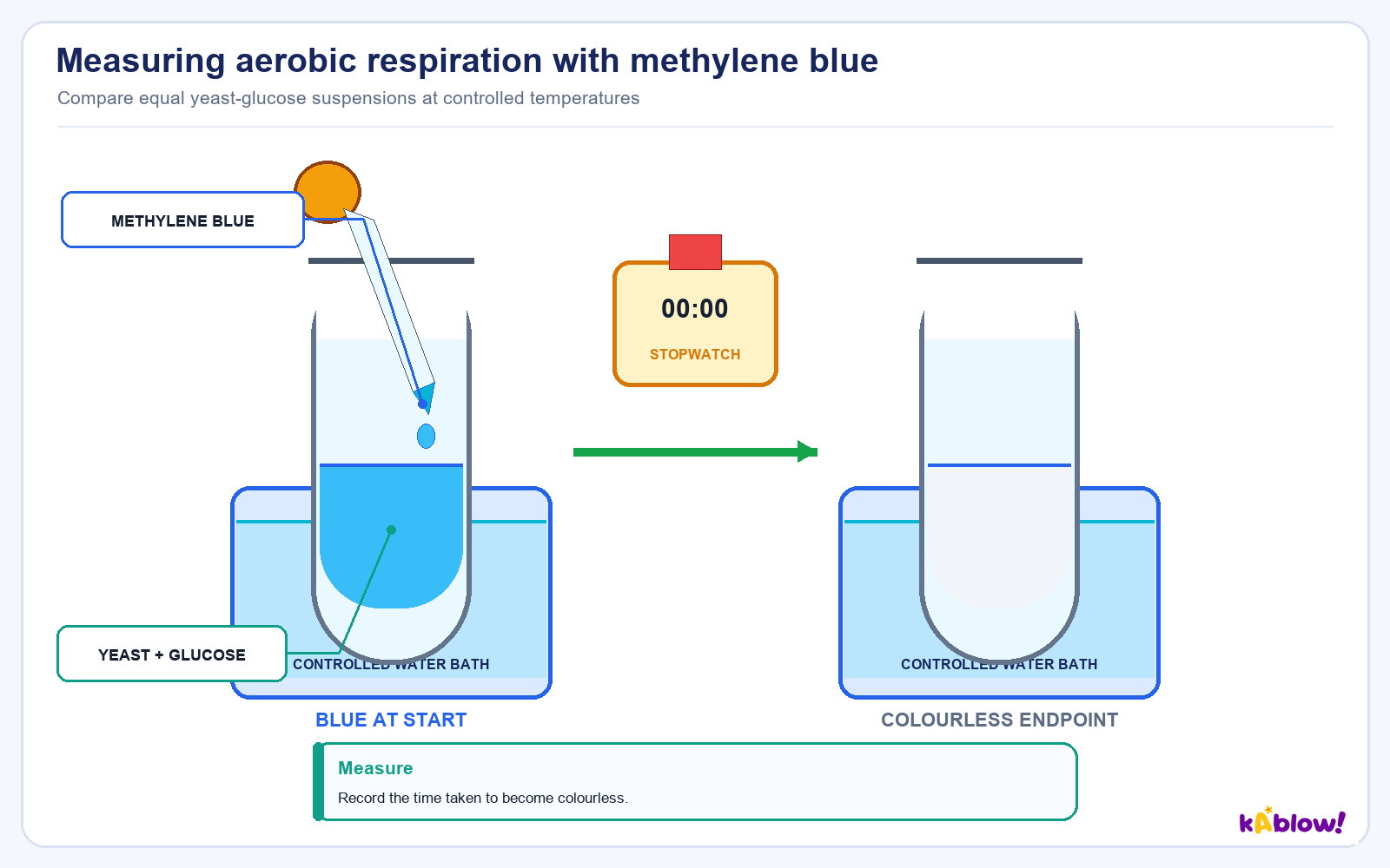 Measuring respiration in yeast with methylene blue