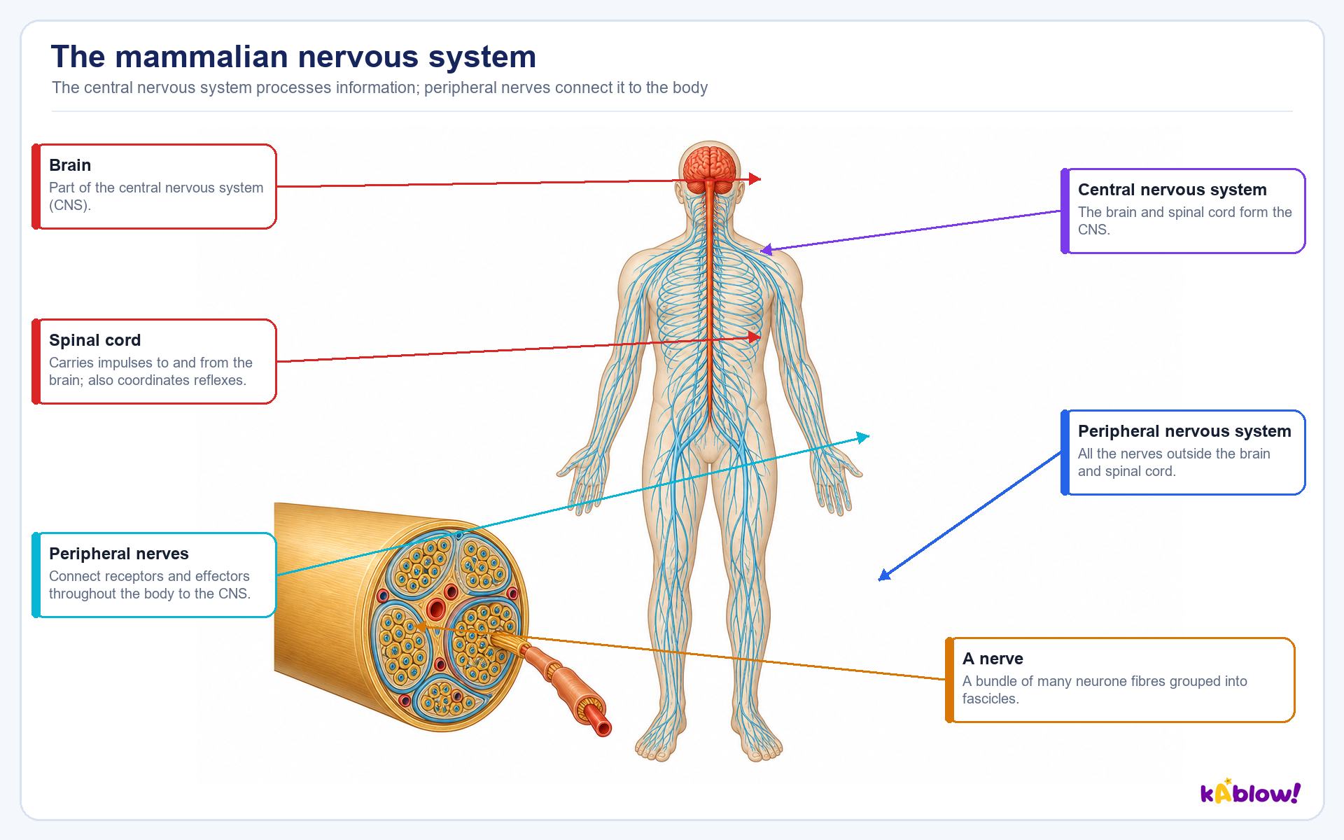 The central and peripheral nervous systems