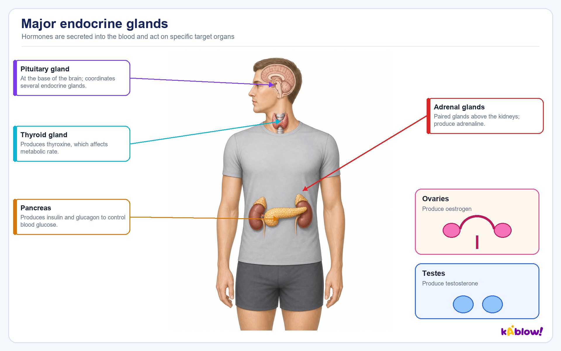 Locations and roles of major endocrine glands