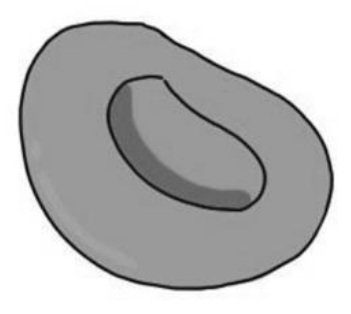 Cell Specialisation — Biology HL notes, slides & revision questions ...