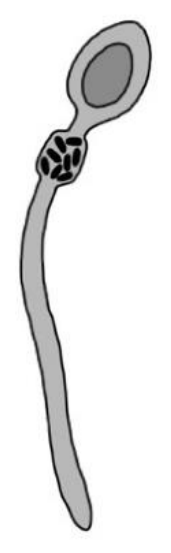 A specialised cell, drawn actual shape (unlabelled). (Science Doctor KS3 Science Workbook)