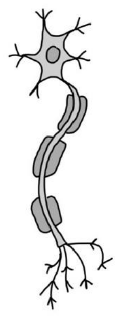 A specialised cell, drawn actual shape (unlabelled). (Science Doctor KS3 Science Workbook)
