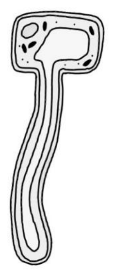 A specialised cell, drawn actual shape (unlabelled). (Science Doctor KS3 Science Workbook)