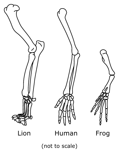 Homologous limb structures