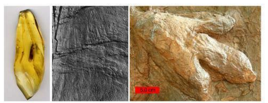Different types of fossils: amber preserving an insect, stone etching an impression of skin, and a rock preserving a footprint.