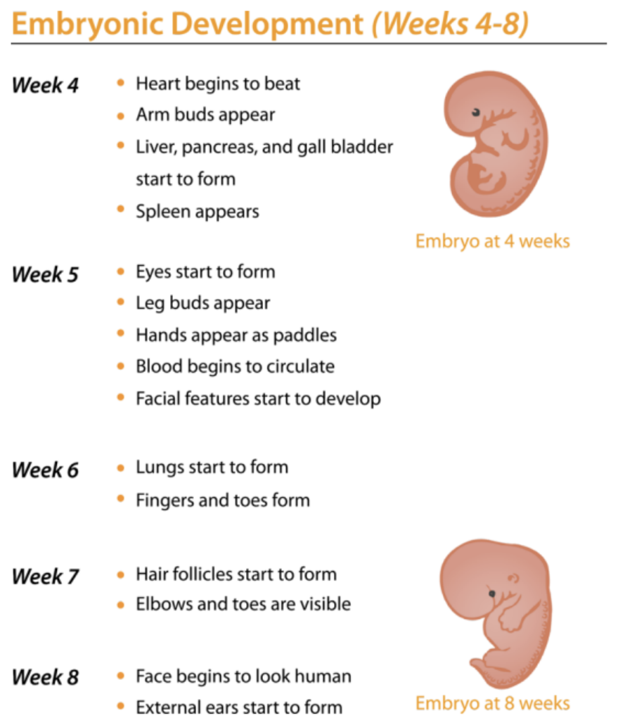Embryonic development from week 4 to week 8: the heart, limb buds, eyes, lungs, and fingers and toes appear in sequence.