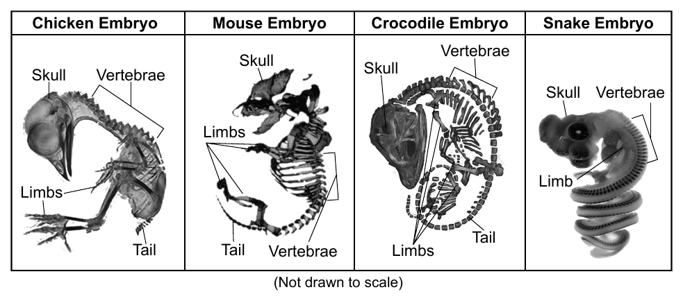 Embryonic images of a chicken, mouse, crocodile, and snake, each labeled with skull, vertebrae, limbs, and tail.
