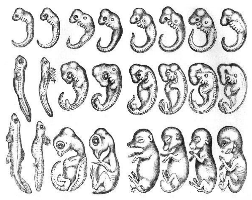 Embryos of several backbone-having animals side by side at three developmental stages, showing shared early features such as tails.