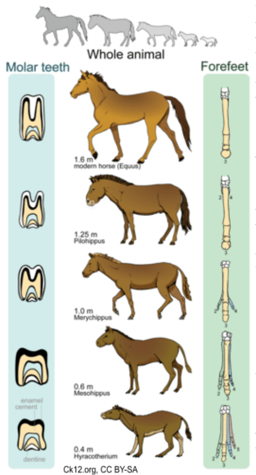 Evolution of the horse