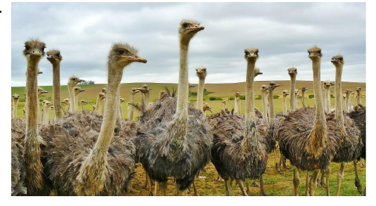 A group of ostriches; their wings are too small to allow flight.