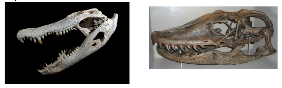A modern crocodile skull next to the skull of the ancient megalania, one of the crocodile's ancestors.