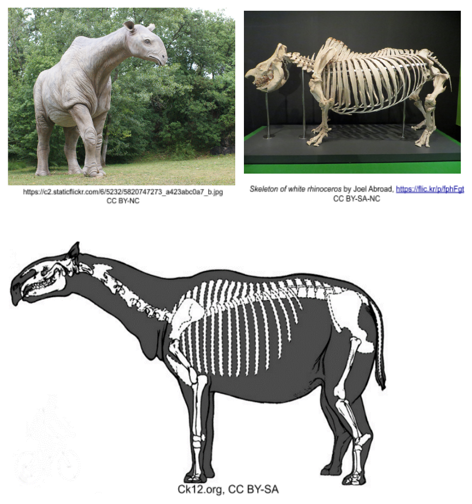 A modern white rhinoceros (photo and skeleton) alongside a skeleton reconstruction of the extinct Paraceratherium (bottom).