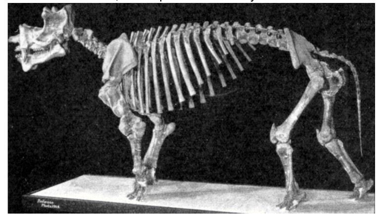 Skeleton of a Uintatherium.