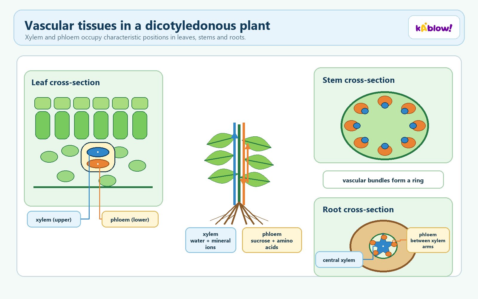 Vascular tissue in a plant