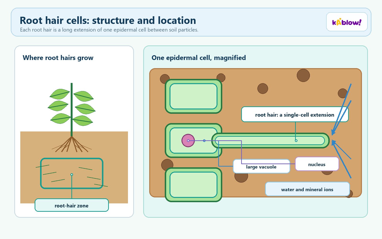 Root hair cells: structure and location