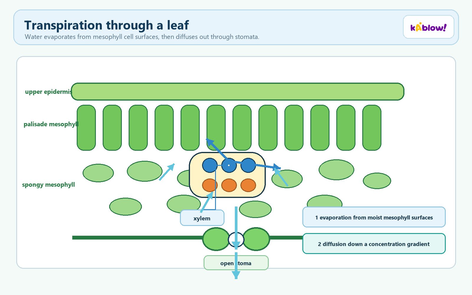 Transpiration through a leaf