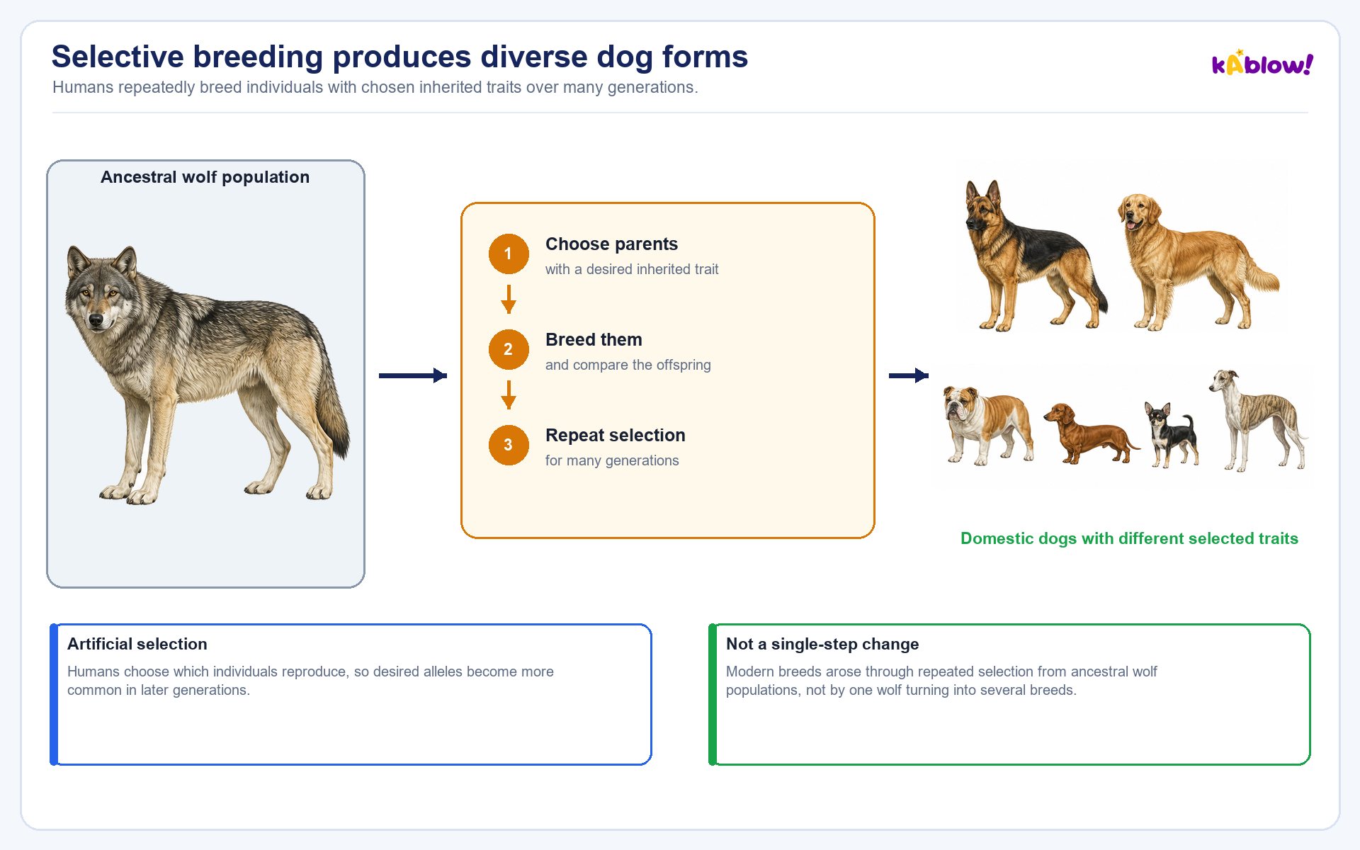 Selective breeding in dogs