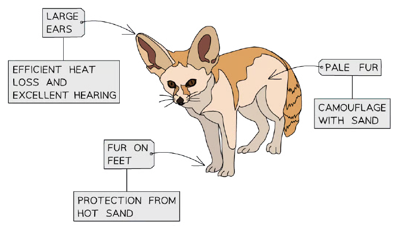 Adaptations of a fennec fox