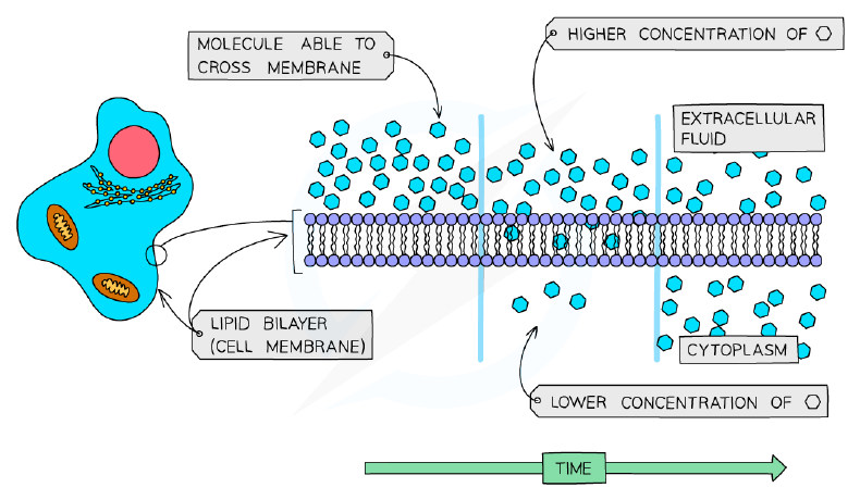Diffusion across the cell membrane
