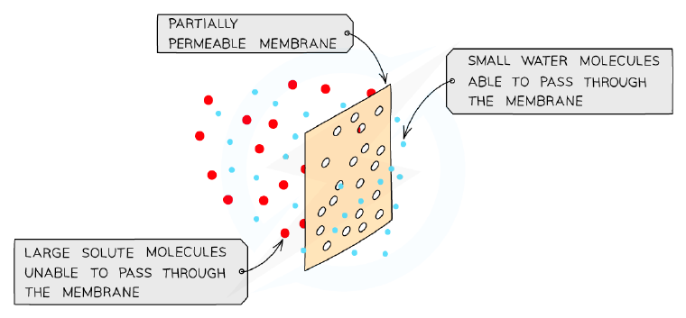 Osmosis and the partially permeable membrane