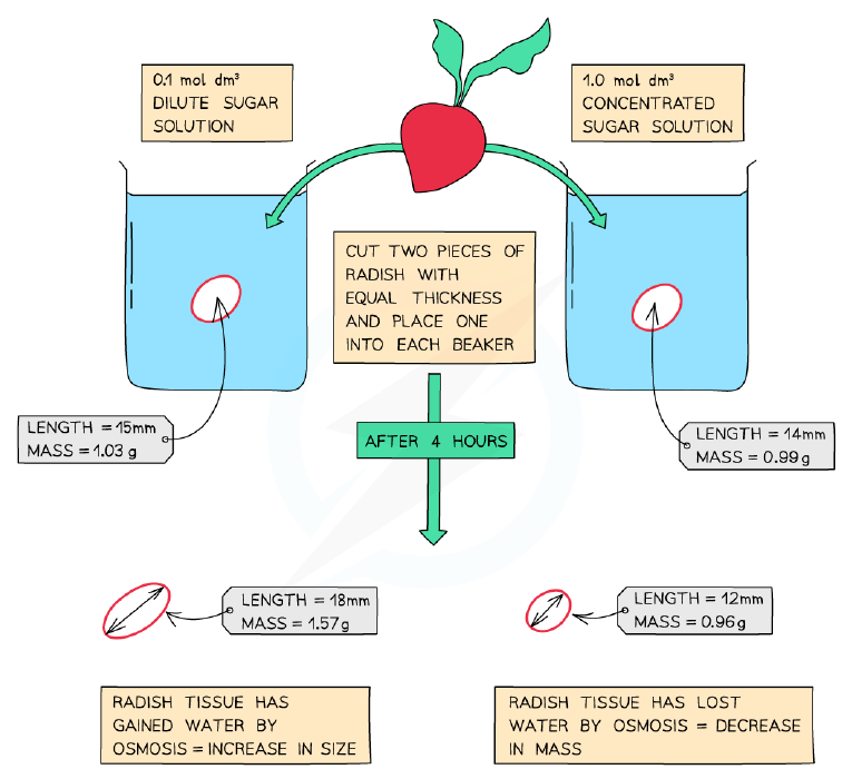 Osmosis in radish tissue
