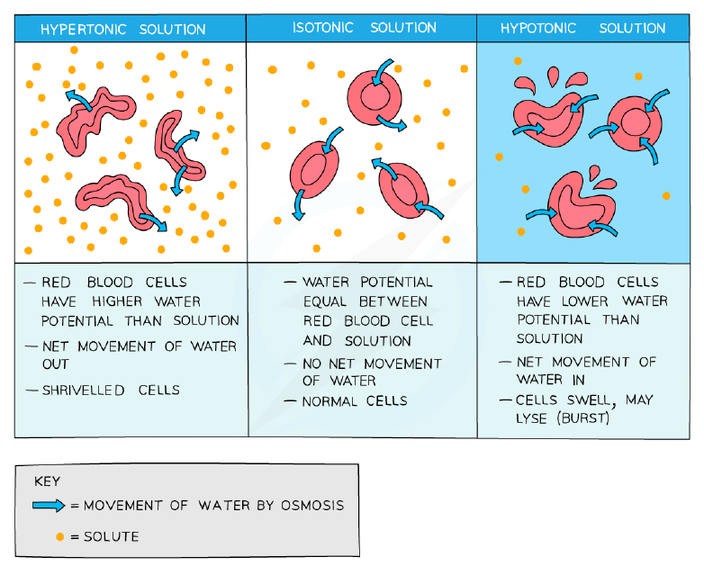 Effect of osmosis on animal cells