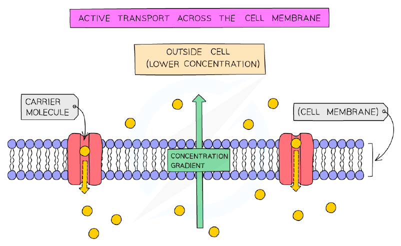 The process of active transport