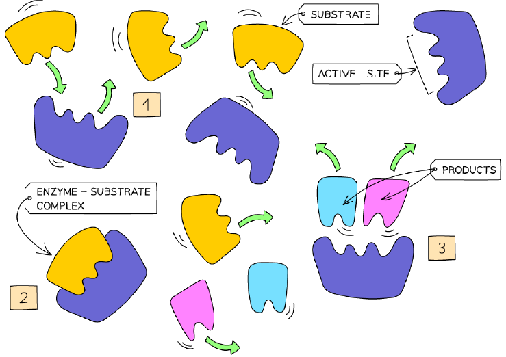 Lock and key model of enzyme action