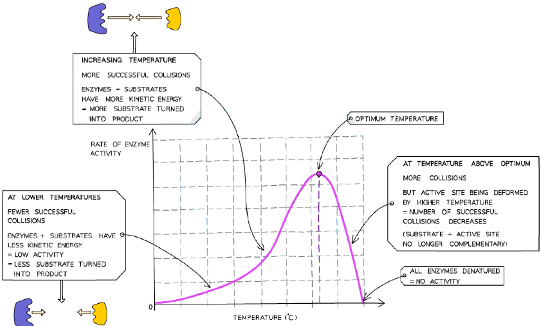 Effect of temperature on the rate of an enzyme-controlled reaction
