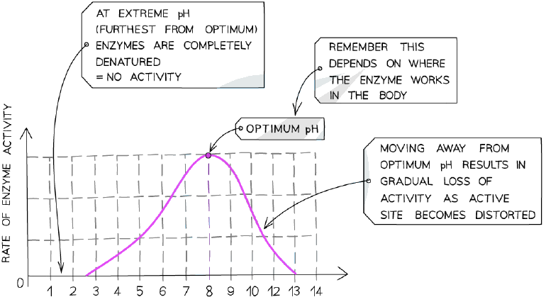 Effect of pH on the rate of an enzyme-controlled reaction