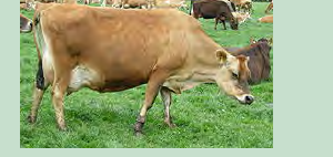 A Jersey cow, illustrating a problem about mass and weight.