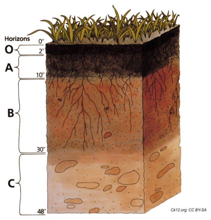A soil profile showing horizons O, A, B, and C