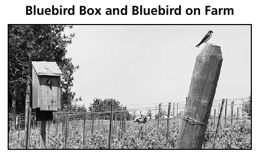 A bluebird box and a bluebird perched on a farm post, among crop rows.