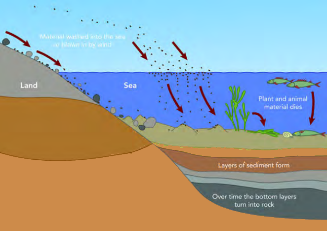 Formation of sedimentary rocks from land and organic material