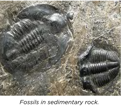 Fossils preserved in sedimentary rock.