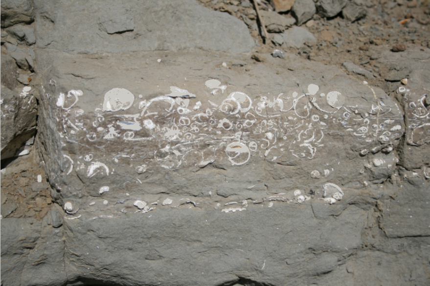 Fossils embedded in rock layers