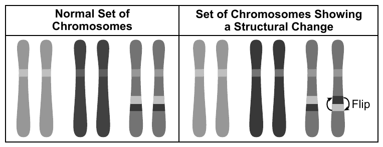 A normal set of chromosomes compared with a set showing a structural change.