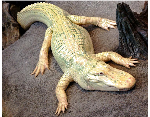 An albino alligator.