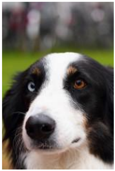 A dog with heterochromia (two different eye colours).