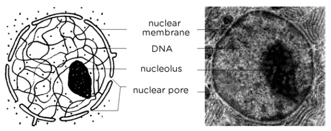 A diagram and micrograph of a cell nucleus, showing the nuclear membrane, DNA, nucleolus, and nuclear pore.
